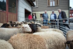 Schafe im Pferch – ganze 85 Artgenossen zählte man in Flüeli. (Bild: Pius Amrein / Neue LZ)