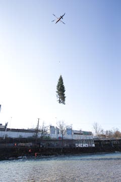 Eine Tanne fliegt durch die Luft. (Bild: Manuela Jans / Neue LZ)