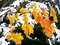 Gesehen auf dem Steinhauserberg: Herbst und Winter reichen sich die Hände. (Bild: Leserbild Josef Lustenberger)