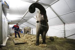 Elefanten werden im provisorisch aufgebauten Zelt verköstigt. (Bild: Stefan Kaiser / Neue ZZ)