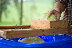 Das Sauerkraut wird zubereitet. (Bild: Dominik Wunerli / Neue LZ)