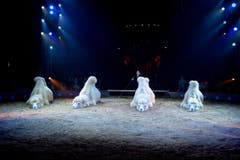Kamele in der Manege. (Bild: PD / Katja Stuppia, Circus Knie)