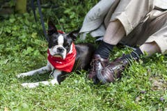 Ein Hund mit einem roten Schweizer Kreuz Halsband auf dem Rütli. (Bild: Keystone)