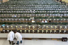 In Neuenkirch sind die Tauben zur 94. Schweizerischen Taubenausstellung aufgereiht. (Bild: Eveline Beerkircher / Neue LZ)