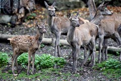 Tiere im Hirschpark Luzern. (Bild: Pius Amrein/Neue LZ)