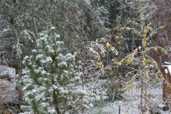 In Allenwinden im Kanton Zug hat heftiger Schneefall eingesetzt. (Bild: Leser Heiri Süess)