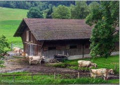 Only in Switzerland can cow bells wake you up at 6 am… (Nur in der Schweiz können dich Kuhglocke um 6:00 morgens aufwecken…) (Bild: marualvarezmorphy / Mexiko)