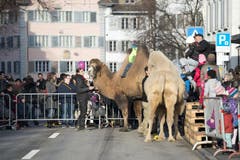 Eines der Highlights: der Kamelritt. (Bild: Maria Schmid / Neue ZZ)