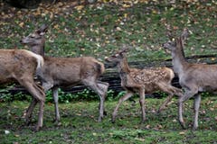 Tiere im Hirschpark Luzern. (Bild: Pius Amrein/Neue LZ)