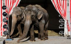 Die Zirkus-Elefanten sind bald nicht mehr in der Manege. (Bild: Stefan Kaiser / Neue ZZ)