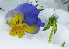 Was nun? Ist es jetzt Frühling oder ist der Winter zurück? Es könnte auch der FRÜHwinterLING sein. (Bild: Josef Lustenberger)
