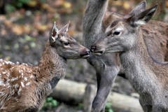 Tiere im Hirschpark Luzern. (Bild: Pius Amrein/Neue LZ)