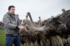 Straussenfarm von Markus Grüter in Sempach. (Bild: Pius Amrein (Neue LZ))