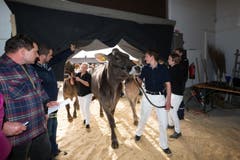 Die Kühe werden vor dem Wettbewerb nach drinnen gebracht. (Bild: Roger Zbinden / Neue ZZ)