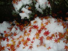 Beim Koloniespielplatz in Erstfeld. Schöne Natur nach dem ersten Schneefall – sieht aus wie dekoriert. (Bild: Leserbild Geni Wipfli)