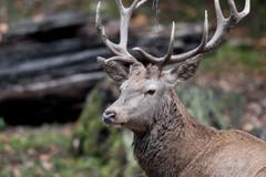Tiere im Hirschpark Luzern. (Bild: Pius Amrein/Neue LZ)