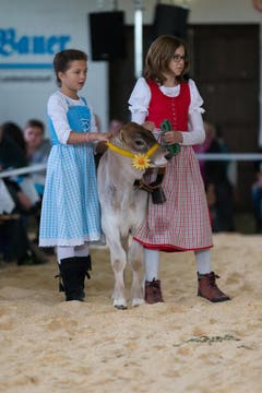 Zwei Mädchen führen ein Kalb vor. (Bild: Roger Zbinden / Neue ZZ)
