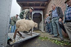 Ein Nachzügler muss trotzdem raus. (Bild: Pius Amrein / Neue LZ)