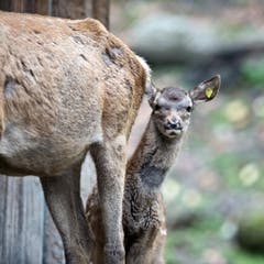 Tiere im Hirschpark Luzern. (Bild: Pius Amrein/Neue LZ)