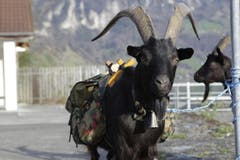 Bock Thisi ist gesattelt, bereit für den Start. (Bild: Florian Arnold / Neue UZ)