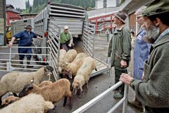 Weitere Tiere kommen an. (Bild: Pius Amrein / Neue LZ)