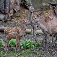 Tiere im Hirschpark Luzern. (Bild: Pius Amrein/Neue LZ)