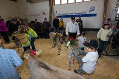 Die Kälber werden von den Kindern für den Wettbewerb vorbereitet. (Bild: Roger Zbinden / Neue ZZ)
