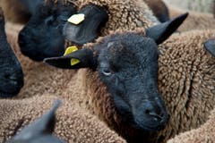 Blick eines Nutztiers – scheinbar gedankenvoll versunken. (Bild: Pius Amrein / Neue LZ)