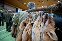 Zahlreiche Jäger waren mit ihren Fellen am Markt. (Bild: Pius Amrein (Neue LZ))