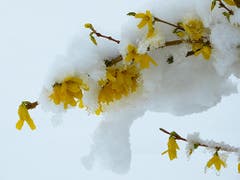 Wo ist eigentlich die liebe Sonne geblieben? (Bild: Josef Lustenberger)