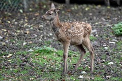 Tiere im Hirschpark Luzern. (Bild: Pius Amrein/Neue LZ)