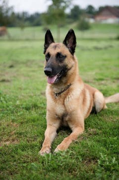 Hund Kiro (Bild: Corinne Glanzmann / Neue LZ)
