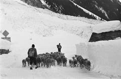 Hirten mit einer Schafherde ziehen im Winter 1965 über die verschneite Sustenpass-Strasse. (Bild: Keystone)