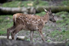 Tiere im Hirschpark Luzern. (Bild: Pius Amrein/Neue LZ)
