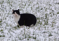 «Ob sich da die Mäuse noch blicken lassen?» Unser Leser hat diese Katze im Schnee auf dem Steinhauserberg fotografiert. (Bild: Leserbild Josef Lustenberger)