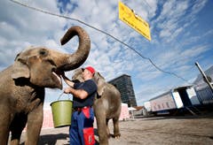 Der Zirkus Knie gastiert auf dem Stierenmarkt Areal in Zug. Im Bild: Karol Paluszkiewi. (Bild: Stefan Kaiser / Neue ZZ)