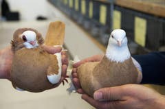 Zwei Taubenschönheiten liegen auf der Hand. (Bild: Eveline Beerkircher / Neue LZ)