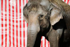 Sie werden dann nur noch in Rapperswil im Zoo zu sehen sein. (Bild: Stefan Kaiser / Neue ZZ)