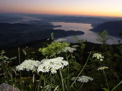 Morgenstimmung zum 1. August. (Bild: Toni Vogel)