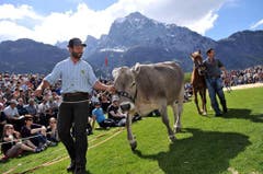 Der Preis für den Tagessieger: Ein zweieinhalb Jähriges Rind. (Bild: Urs Hanhart / Neue UZ)