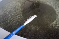 Die Becken mit den Jungfischen werden mit Federn gereinigt. (Bild: Raphael Biermayr / Neue ZZ)