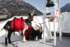 «Chrigu» und «Bärti» haben auf dem Schiff einen ganz besonderen Platz. (Bild: Florian Arnold / Neue UZ)