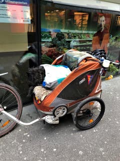 "Weil die Kinder wurden flügge, sprang der Vierbeiner in diese Lücke" ! Aufgenommen in Luzern. (Bild: Margrith Imhof-Röthlin)