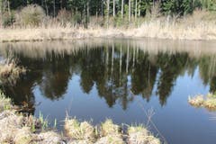 Spiegelung im Naturschutzgebiet Vogelmoos, bei Neudorf. (Bild: Josef Habermacher)
