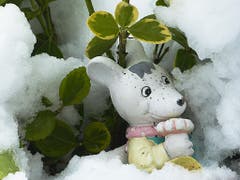 Im Schnee kann ich mich jetzt gut verstecken. (Bild: Josef Lustenberger)
