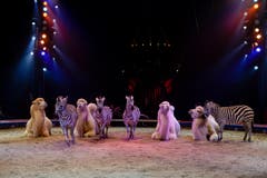 Kamele und Zebras in der Manege. (Bild: PD / Katja Stuppia, Circus Knie)