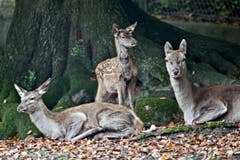 Tiere im Hirschpark Luzern. (Bild: Pius Amrein/Neue LZ)