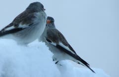 Der grosse Schneefall vom 5.11. auf den 6.11. mit bis 70cm Schnee in Andermatt: Er hat die Winter-erprobten Schneefinken, oder auch Schneesperlinge genannt, an das Futterhäuschen unserer Leserin gelockt. (Bild: Leserbild Gabriela Russi)
