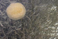 Die jungen Rötel werden mit gefrorenem Plankton gefüttert. (Bild: Raphael Biermayr / Neue ZZ)