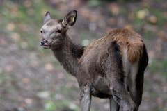 Tiere im Hirschpark Luzern. (Bild: Pius Amrein/Neue LZ)